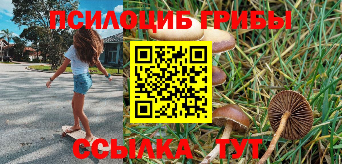 Псилоцибиновые грибы Psilocybe Электрогорск